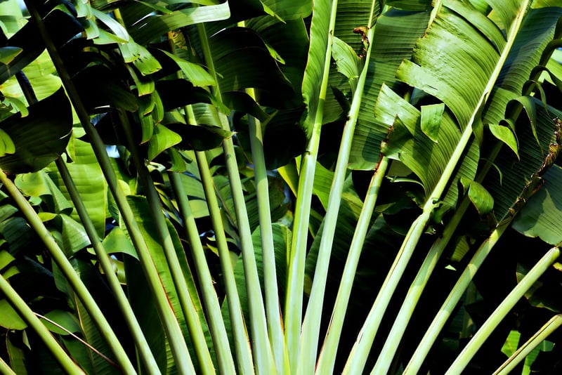 Exotic Plant Selection