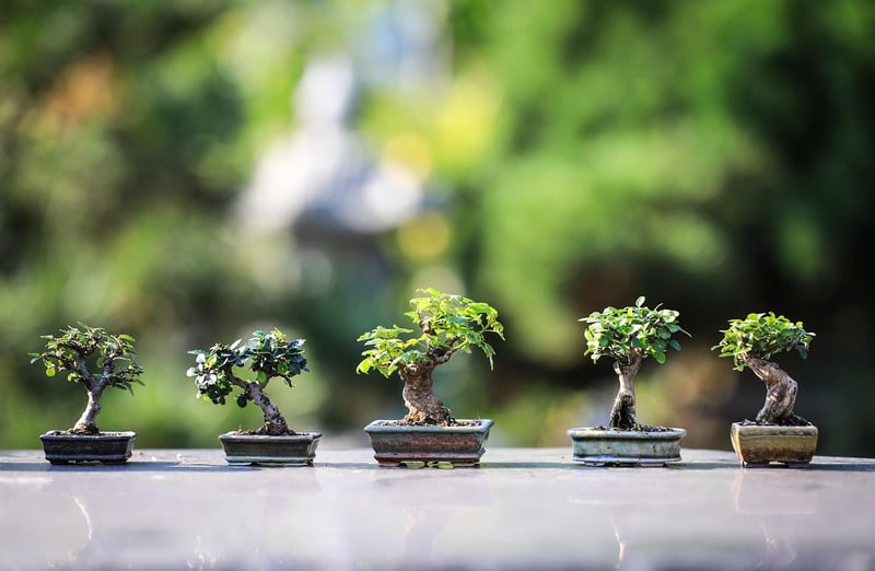 Indoor Garden Options